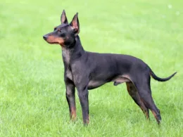 angielski toy terrier