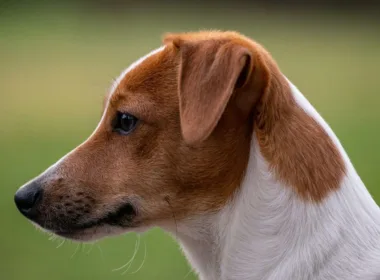 parson russel terrier