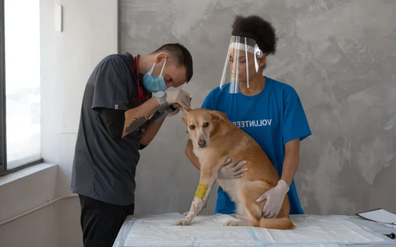 Poradnik dla wlascicieli psow Jak zapobiegac zapaleniu ucha u psa