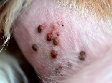 Alergiczne pchle zapalenie skóry u psów: przyczyny