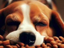 Beagle Jedzenie: Jak Właściwie Żywić Swojego Beagle'a