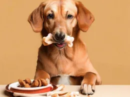 Co Może Jeść Pies: Zdrowa Dieta Dla Twojego Wiernego Towarzysza