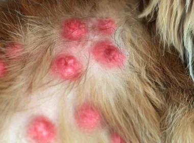 Objawy boreliozy u psów: rozpoznawanie i leczenie