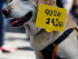 Pies Przewodnik Cena: Jak Wybrać Właściwego Przewodnika dla Niewidomych