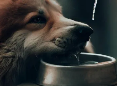 Pies nie chce pić wody - przyczyny i rozwiązania