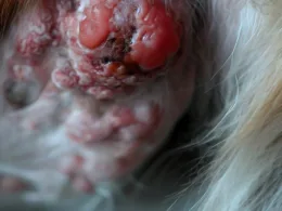 Rak skóry u psów: objawy