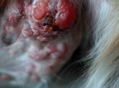 Rak skóry u psów: objawy
