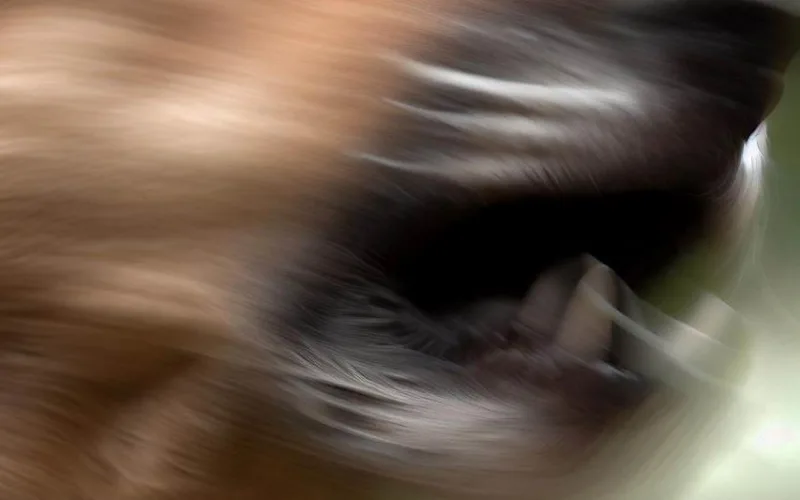 Szybki oddech u psa: Przyczyny