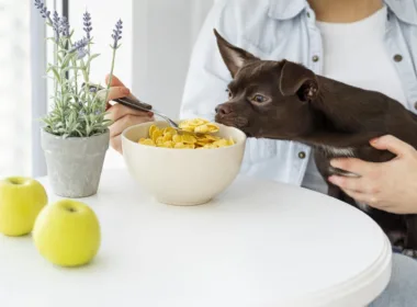 Catering dla psa - zdrowe odżywianie pupila
