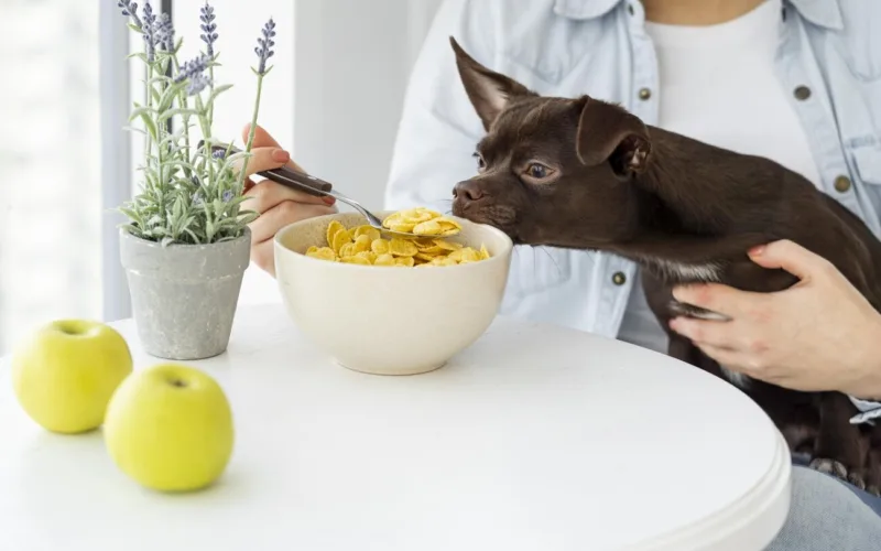 Catering dla psa - zdrowe odżywianie pupila