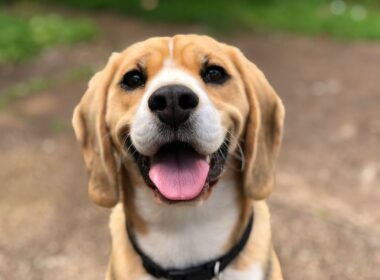 Komfort i bezpieczeństwo pupila - jak zadbać o wygodę psa w domu i podczas podróży